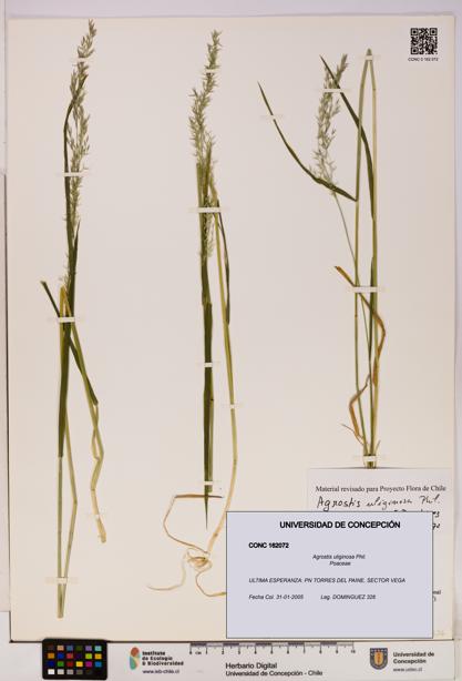 Agrostis uliginosa [Espécimen: UDEC:CONC:0162072]