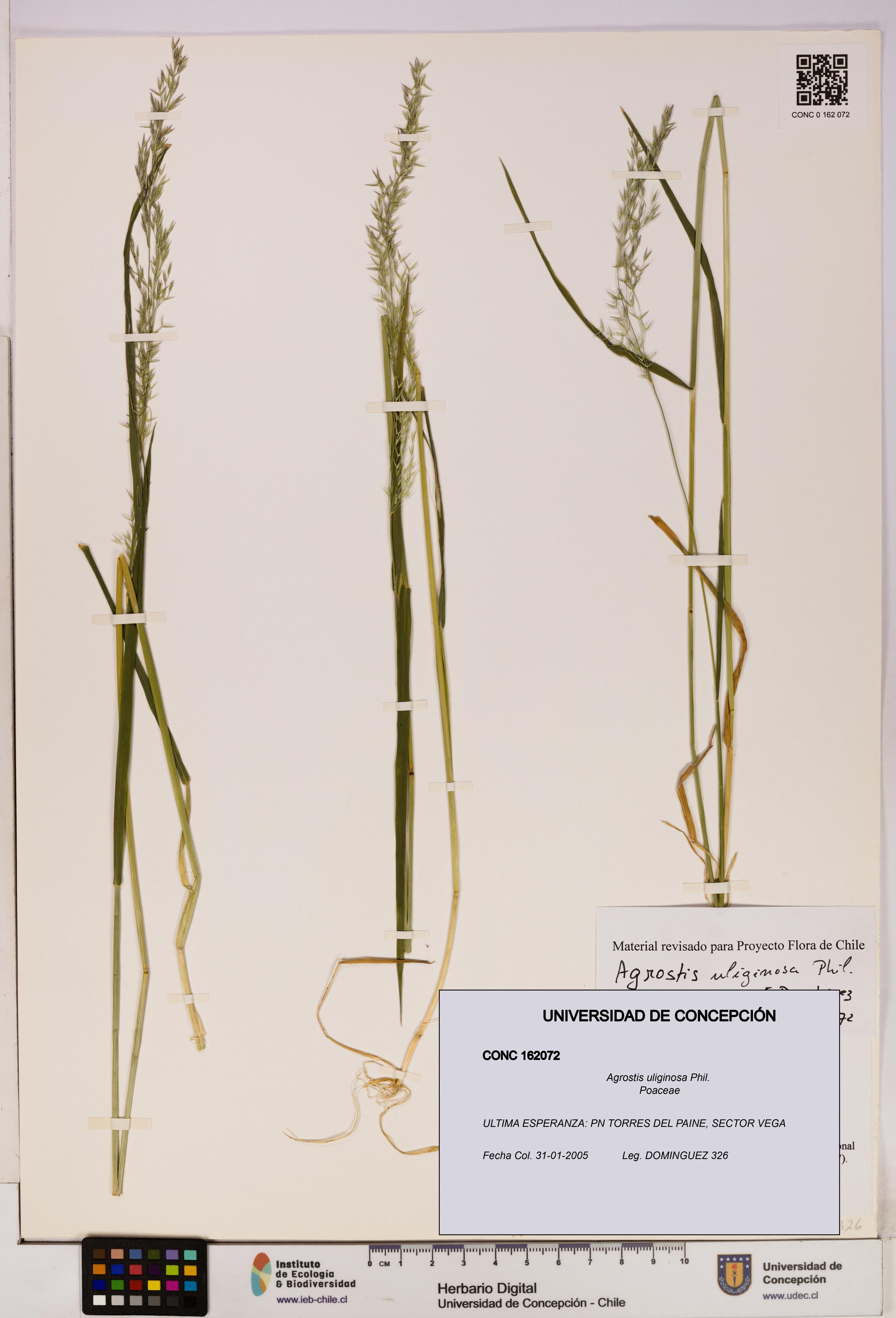 Agrostis uliginosa [Espécimen: UDEC:CONC:0162072]
