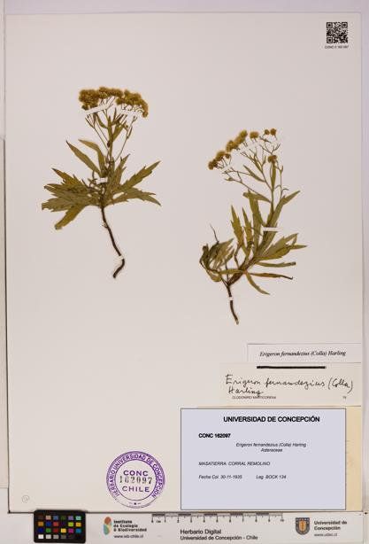 Erigeron fernandezius [Espécimen: UDEC:CONC:0162097]