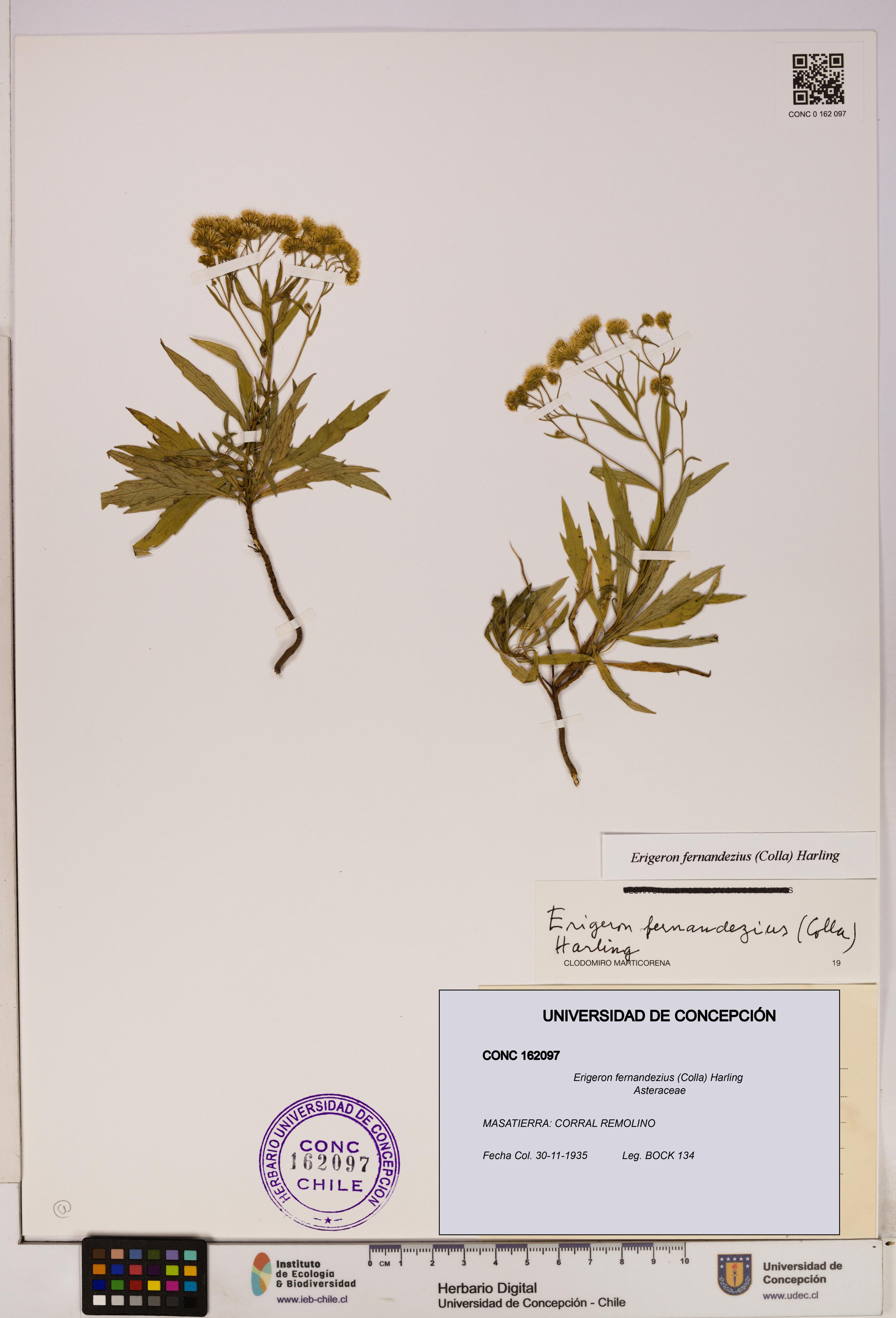 Erigeron fernandezius [Espécimen: UDEC:CONC:0162097]