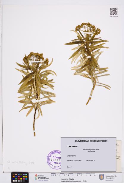 Robinsonia gracilis [Espécimen: ]