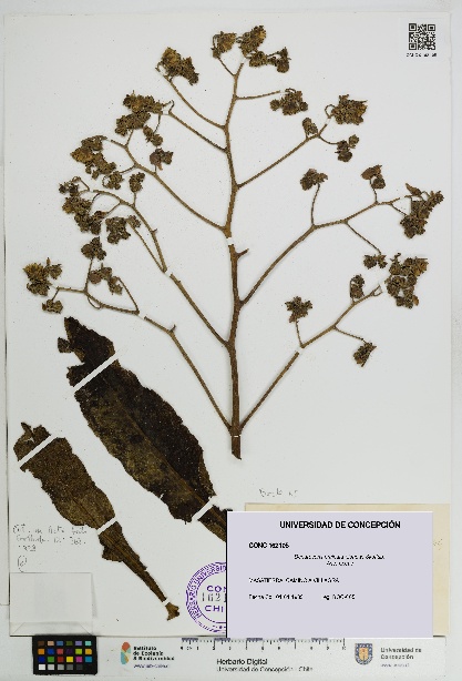 Dendroseris pruinata [Espécimen: UDEC:CONC:0162105]