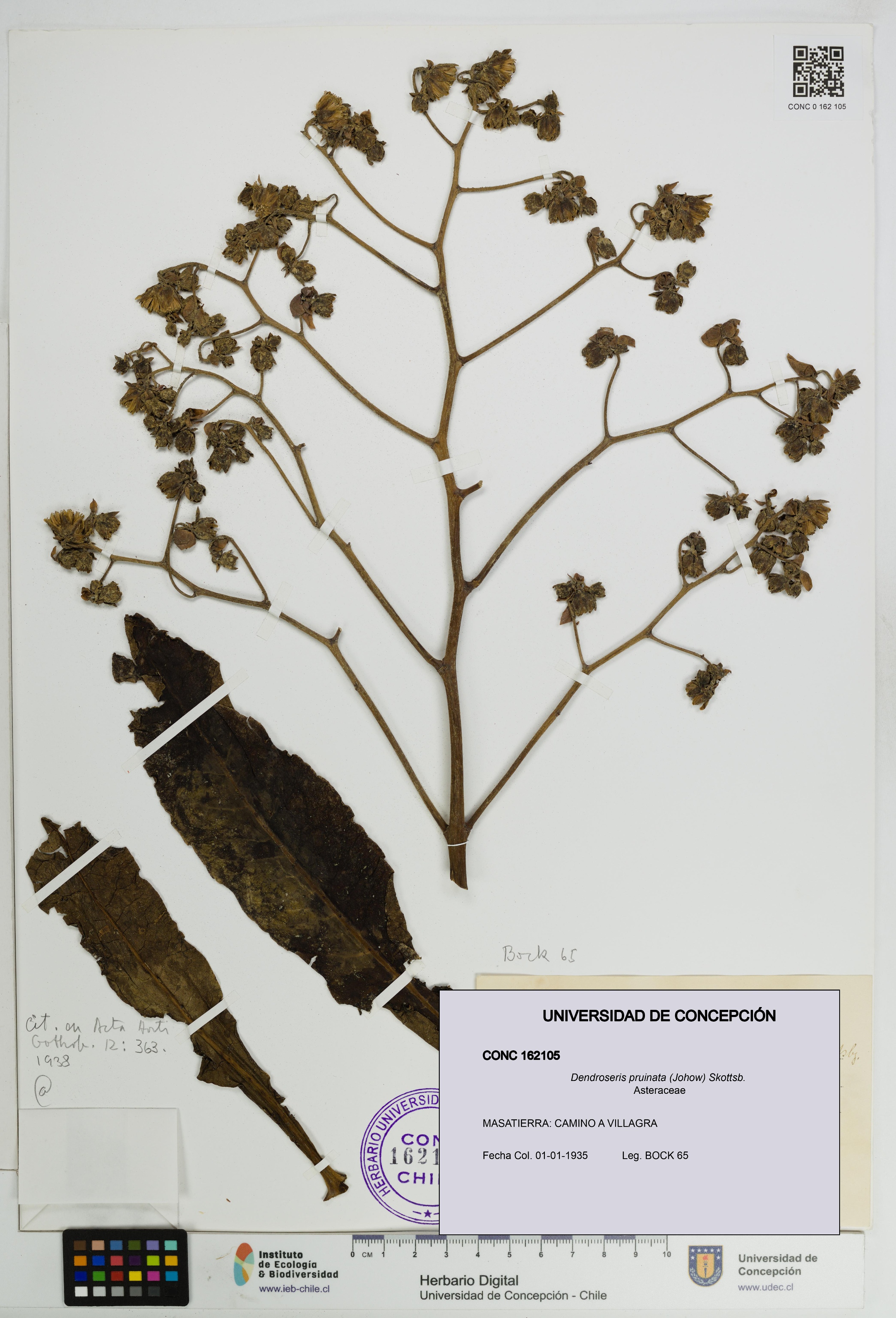 Dendroseris pruinata [Espécimen: UDEC:CONC:0162105]