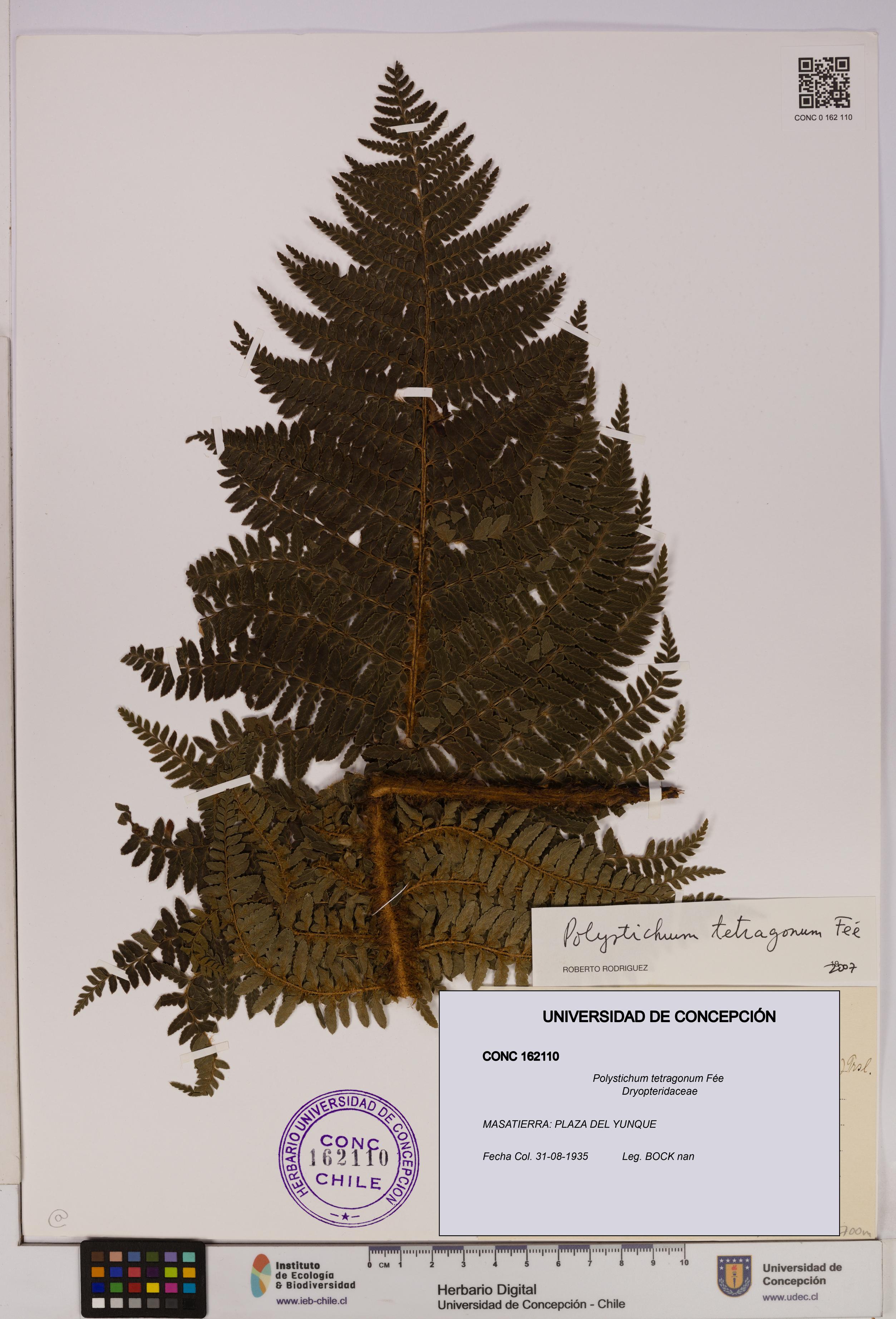 Polystichum tetragonum [Espécimen: UDEC:CONC:0162110]
