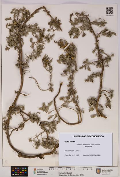 Ambrosia chamissonis [Espécimen: UDEC:CONC:0162111]