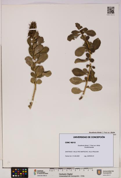 Escallonia illinita [Espécimen: UDEC:CONC:0162112]