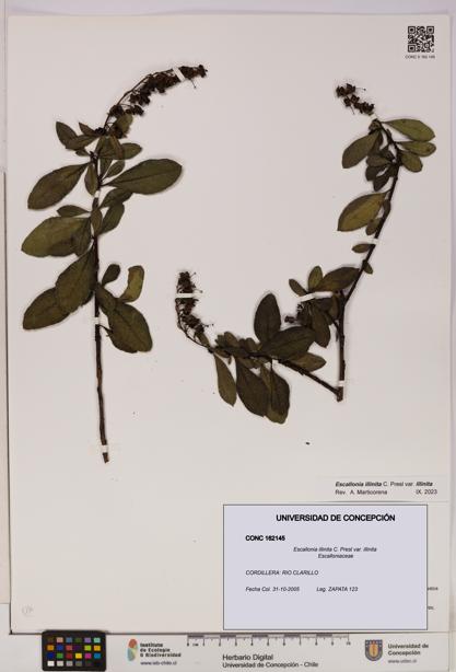 Escallonia illinita [Espécimen: UDEC:CONC:0162145]