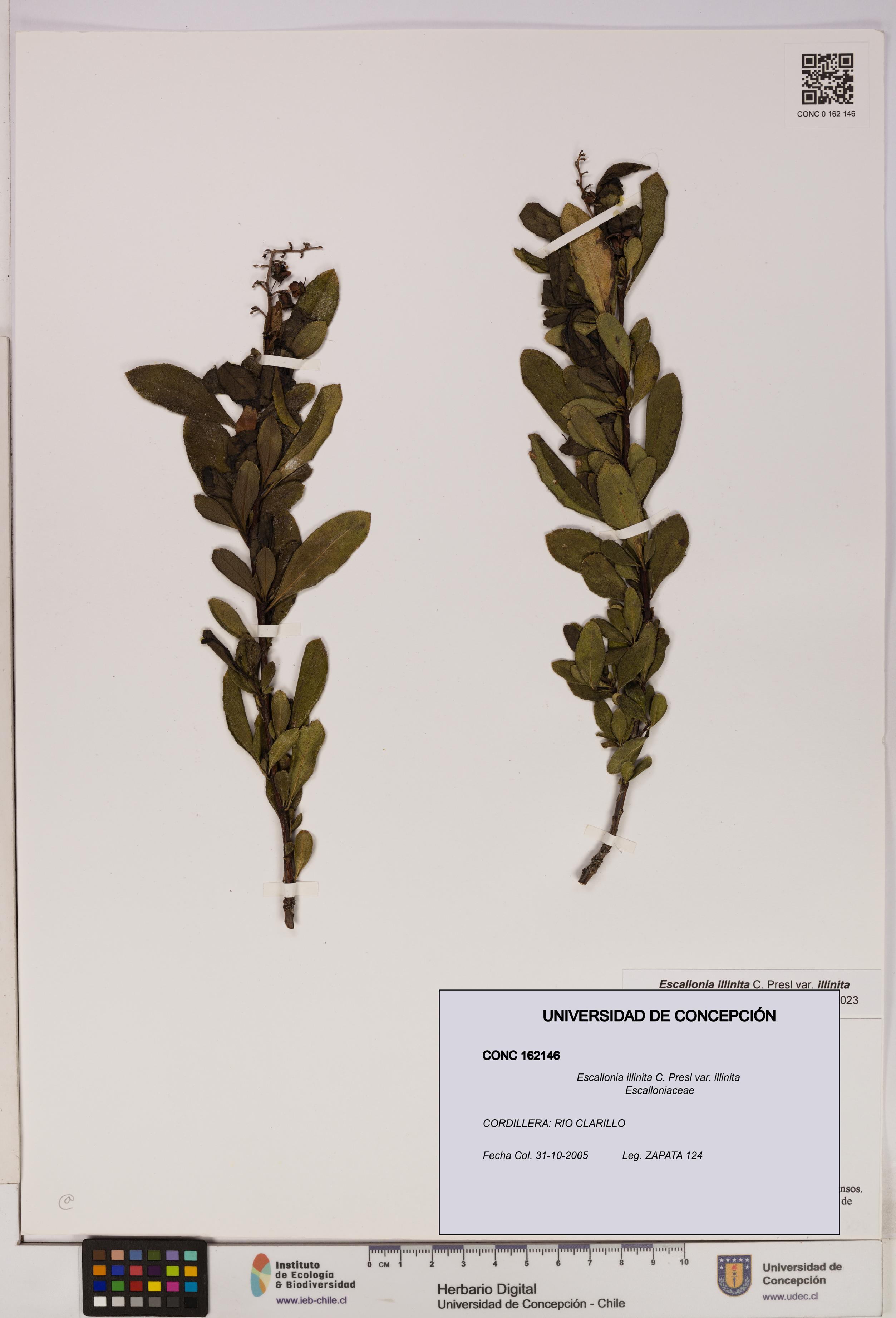 Escallonia illinita [Espécimen: UDEC:CONC:0162146]