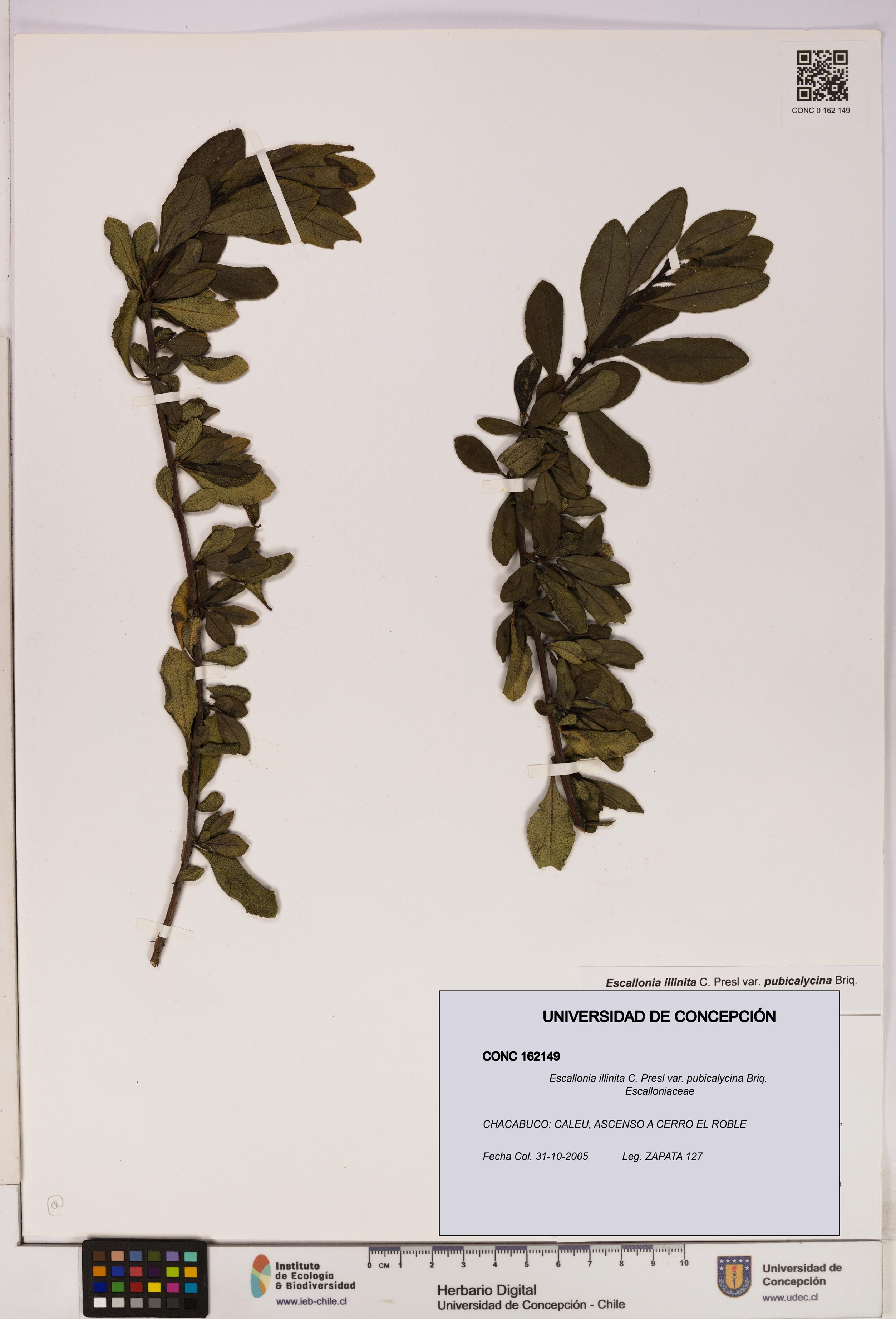 Escallonia illinita [Espécimen: UDEC:CONC:0162149]