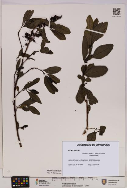 Escallonia illinita [Espécimen: UDEC:CONC:0162150]