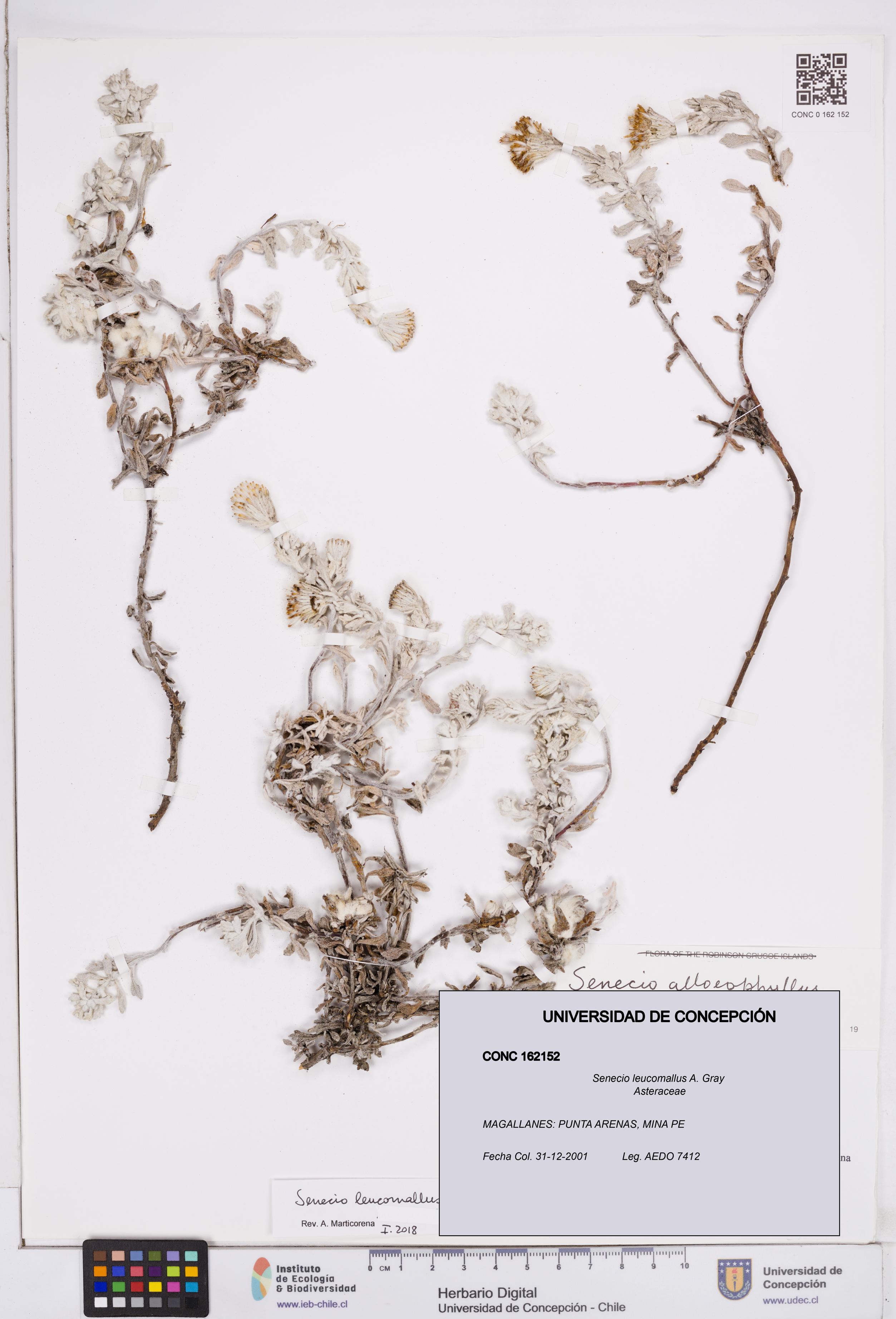 Senecio leucomallus [Espécimen: ]