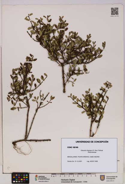 Discaria chacaye [Espécimen: UDEC:CONC:0162163]