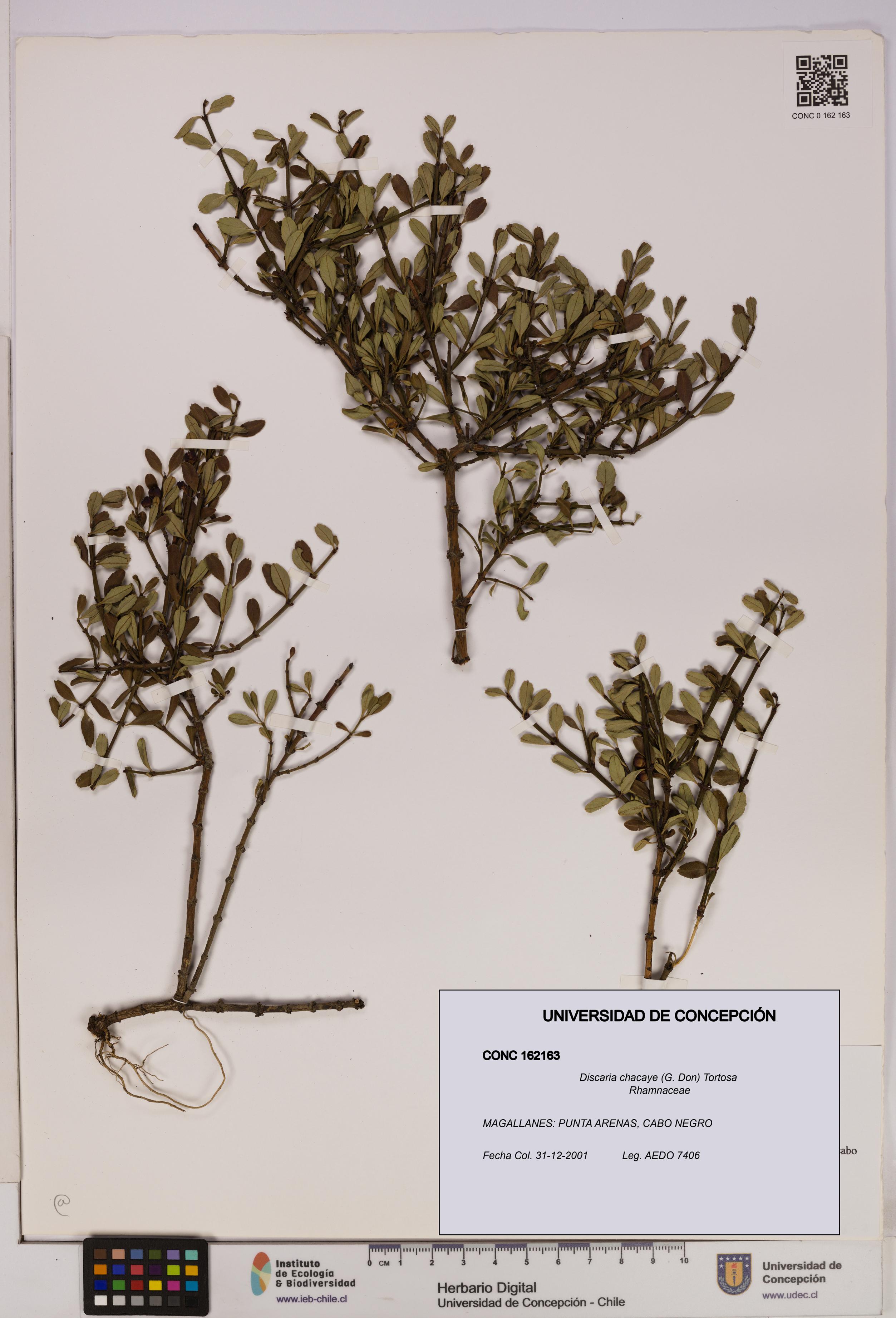 Discaria chacaye [Espécimen: UDEC:CONC:0162163]