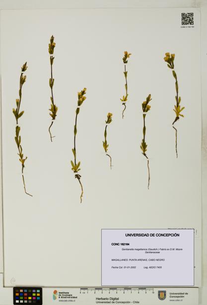 Gentianella magellanica [Espécimen: UDEC:CONC:0162164]