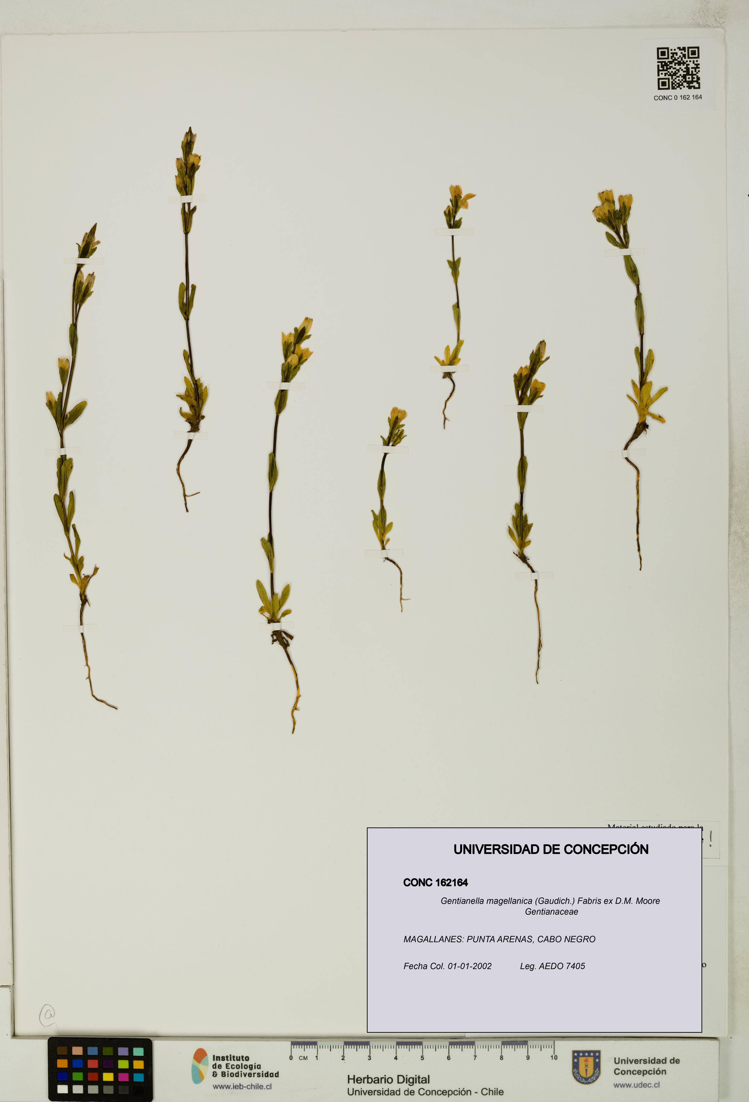 Gentianella magellanica [Espécimen: UDEC:CONC:0162164]