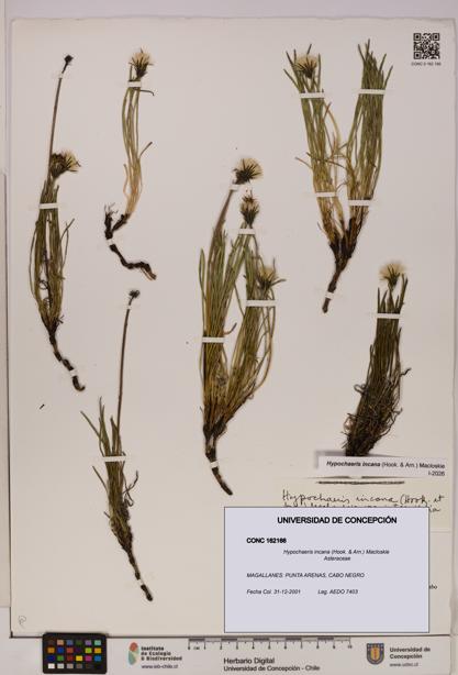 Hypochaeris incana [Espécimen: UDEC:CONC:0162166]