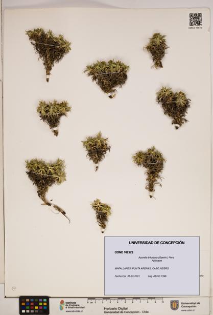 Azorella trifurcata [Espécimen: ]