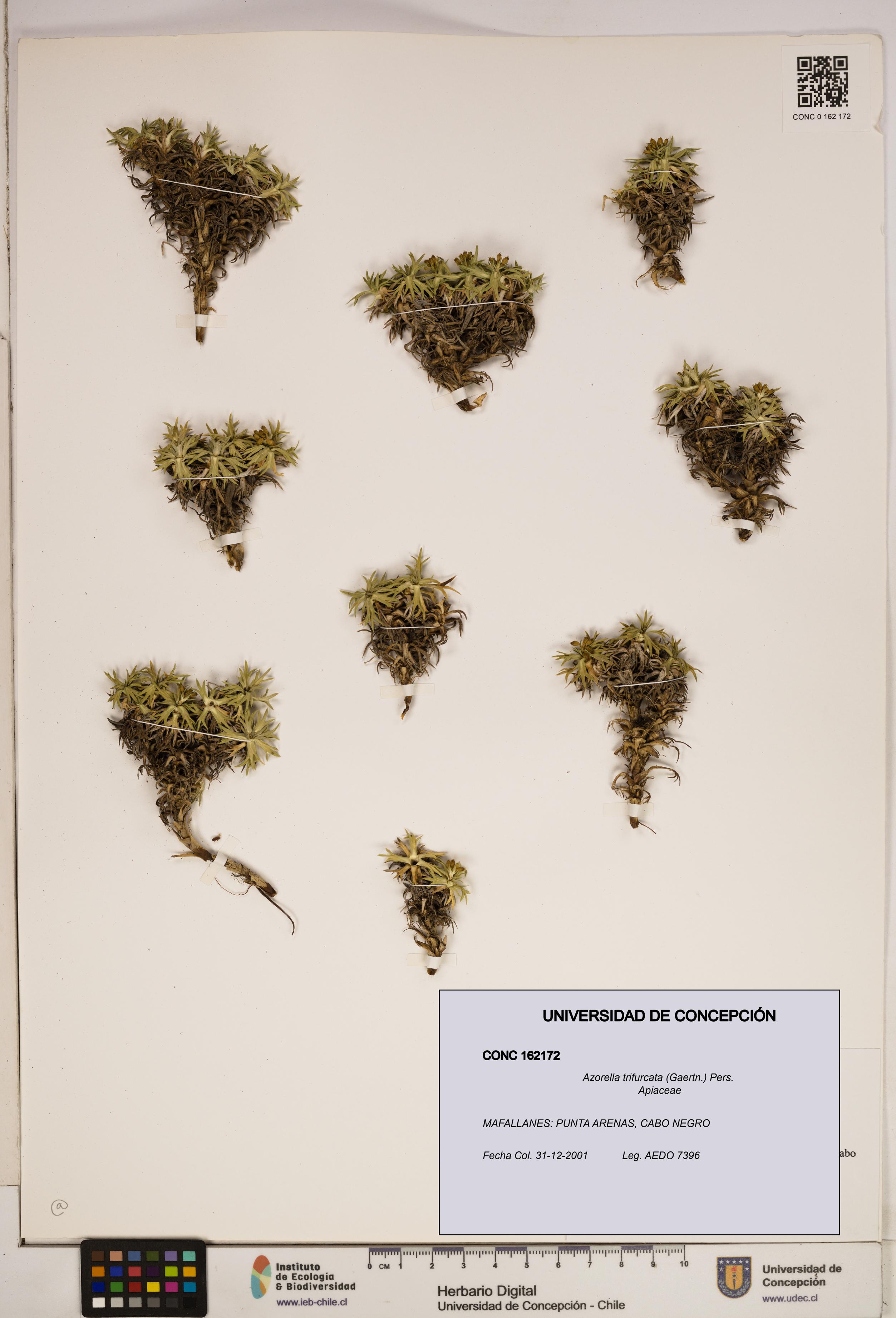 Azorella trifurcata [Espécimen: ]