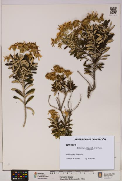 Chiliotrichum diffusum [Espécimen: UDEC:CONC:0162173]