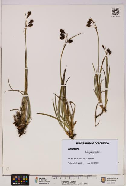 Carex magellanica [Espécimen: UDEC:CONC:0162175]