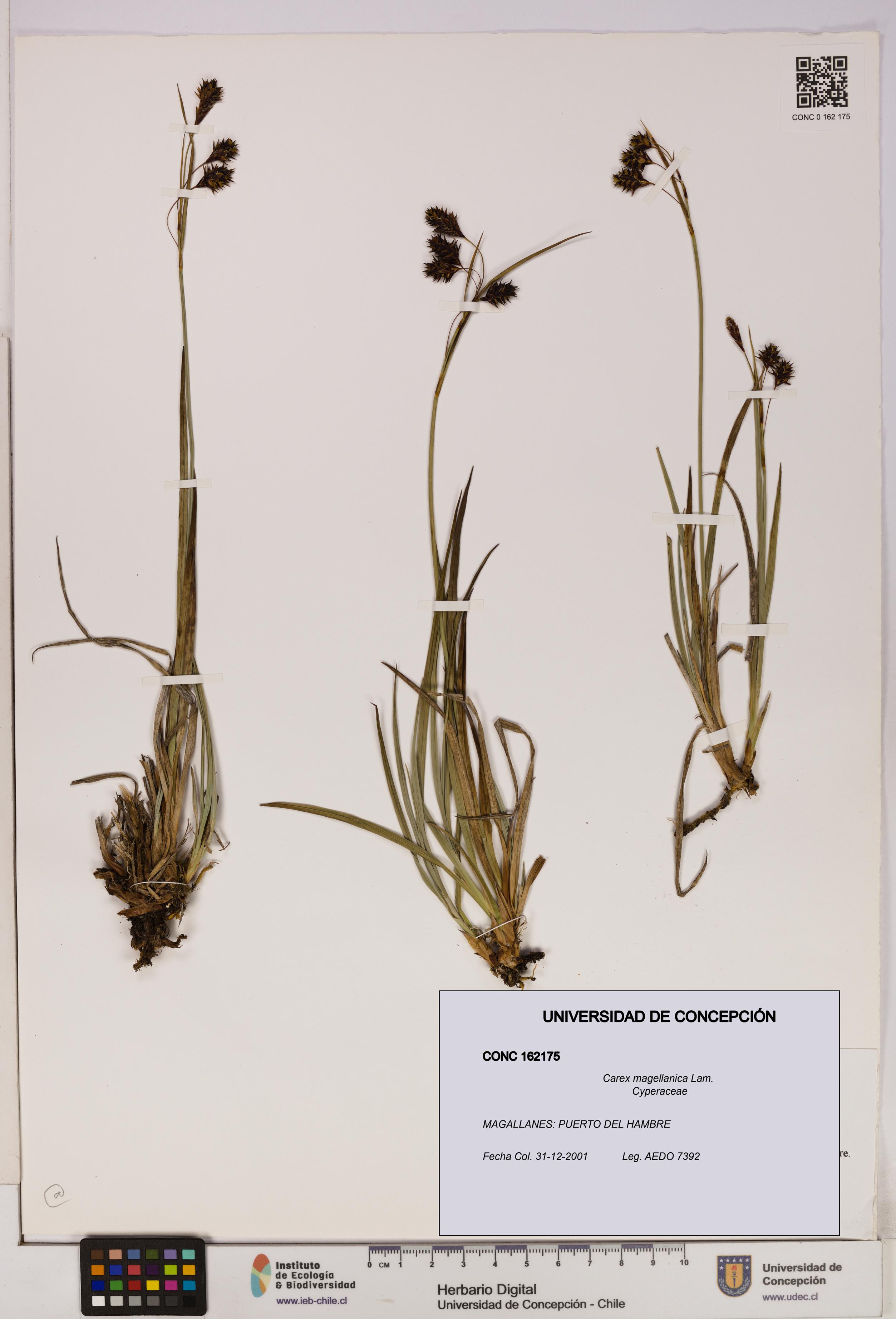 Carex magellanica [Espécimen: UDEC:CONC:0162175]