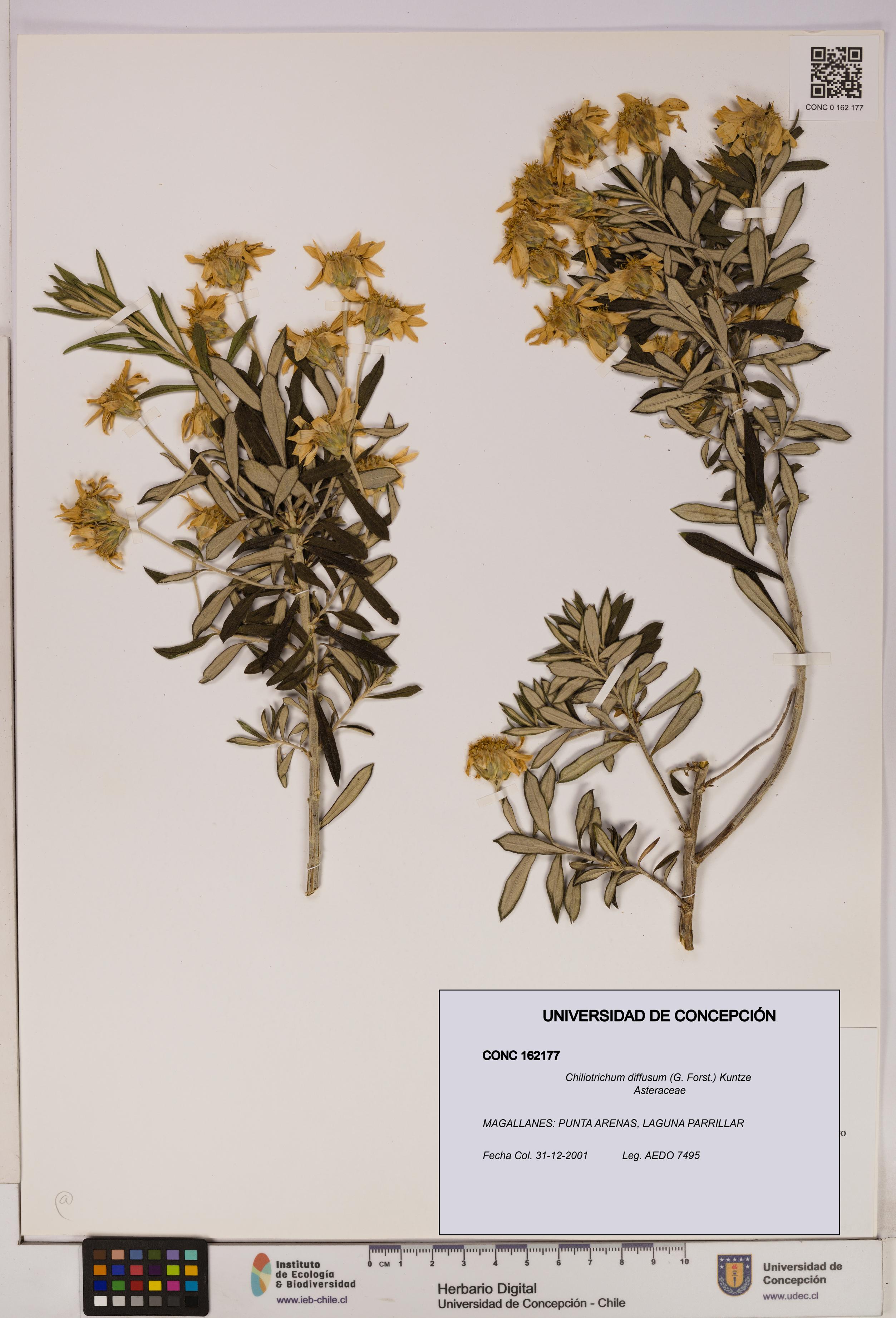 Chiliotrichum diffusum [Espécimen: UDEC:CONC:0162177]
