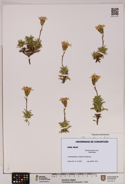 Perezia linearis [Espécimen: UDEC:CONC:0162197]