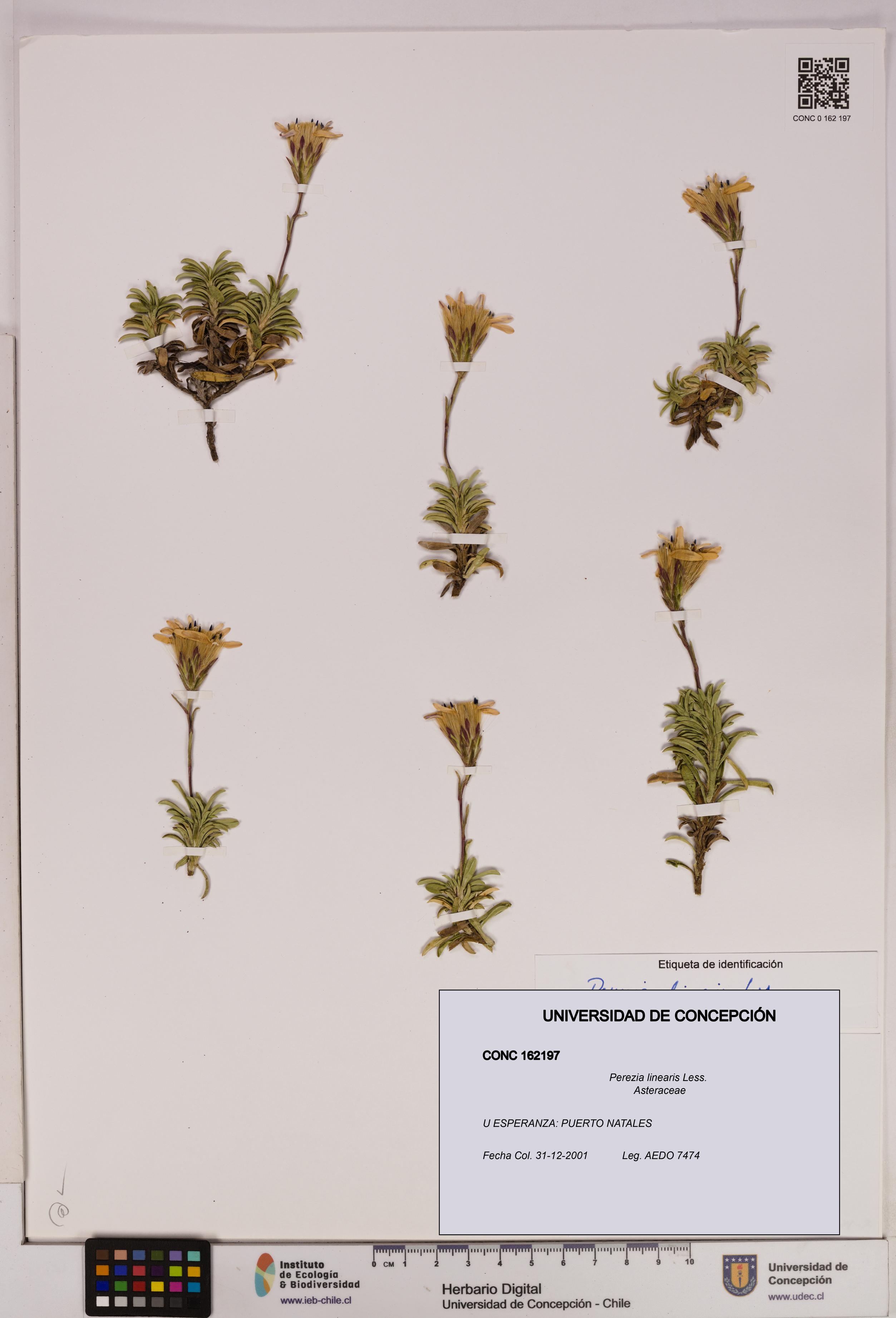 Perezia linearis [Espécimen: UDEC:CONC:0162197]