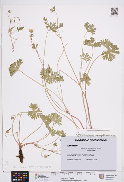 Geranium magellanicum [Espécimen: ]
