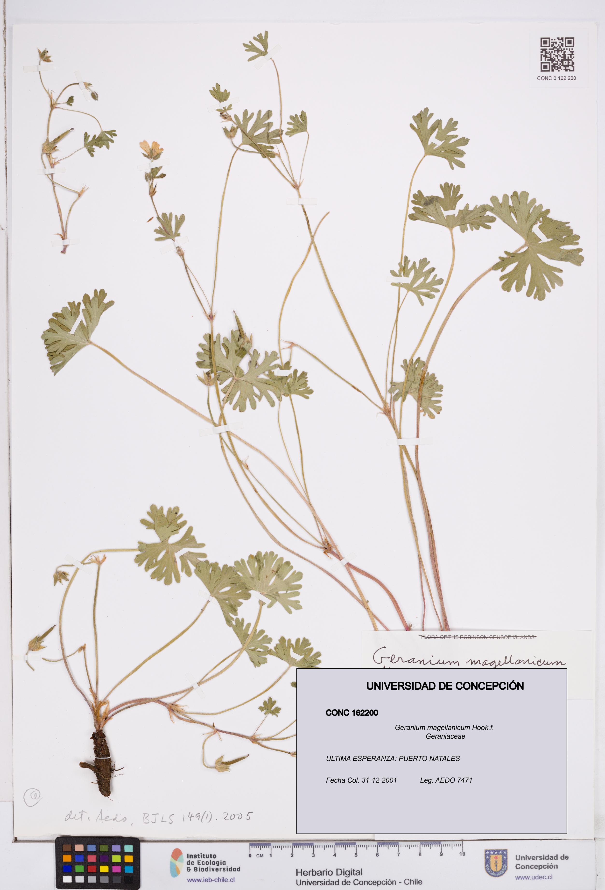 Geranium magellanicum [Espécimen: ]