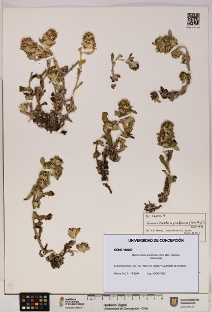 Gamochaeta spiciformis [Espécimen: UDEC:CONC:0162207]