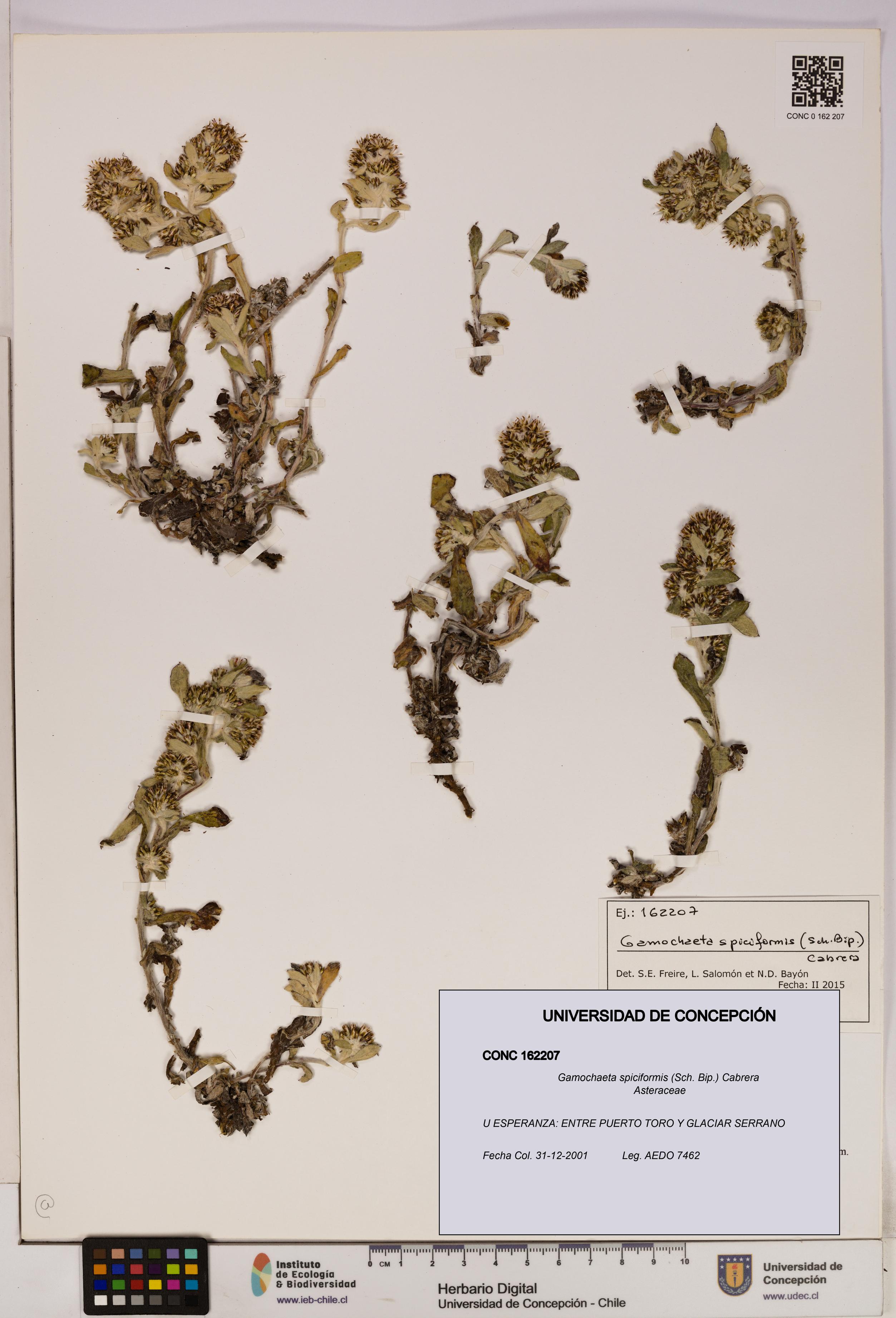Gamochaeta spiciformis [Espécimen: UDEC:CONC:0162207]