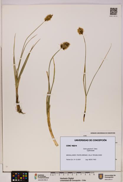 Carex gayana [Espécimen: UDEC:CONC:0162214]