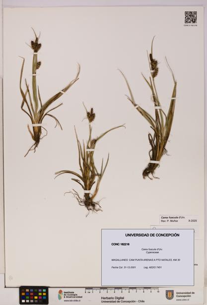 Carex fuscula [Espécimen: UDEC:CONC:0162216]