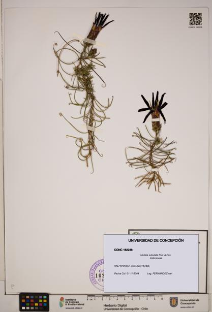 Mutisia subulata [Espécimen: ]