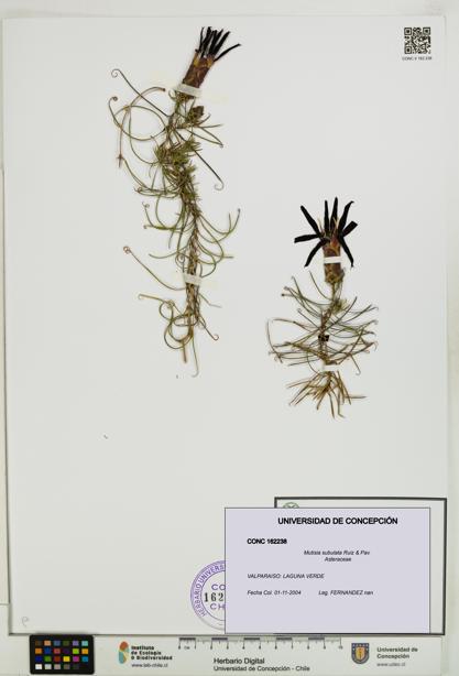 Mutisia subulata [Espécimen: ]