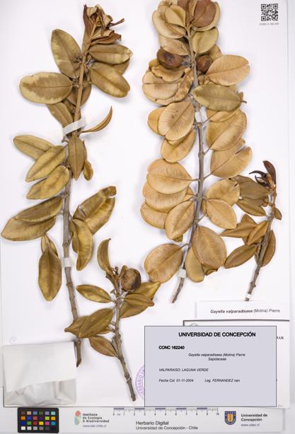 Gayella valparadisaea [Espécimen: UDEC:CONC:0162240]