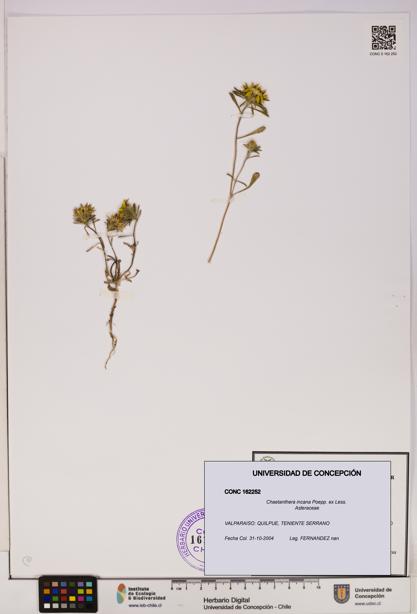 Chaetanthera incana [Espécimen: UDEC:CONC:0162252]