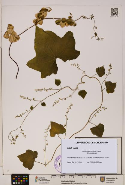 Dioscorea bryoniifolia [Espécimen: ]