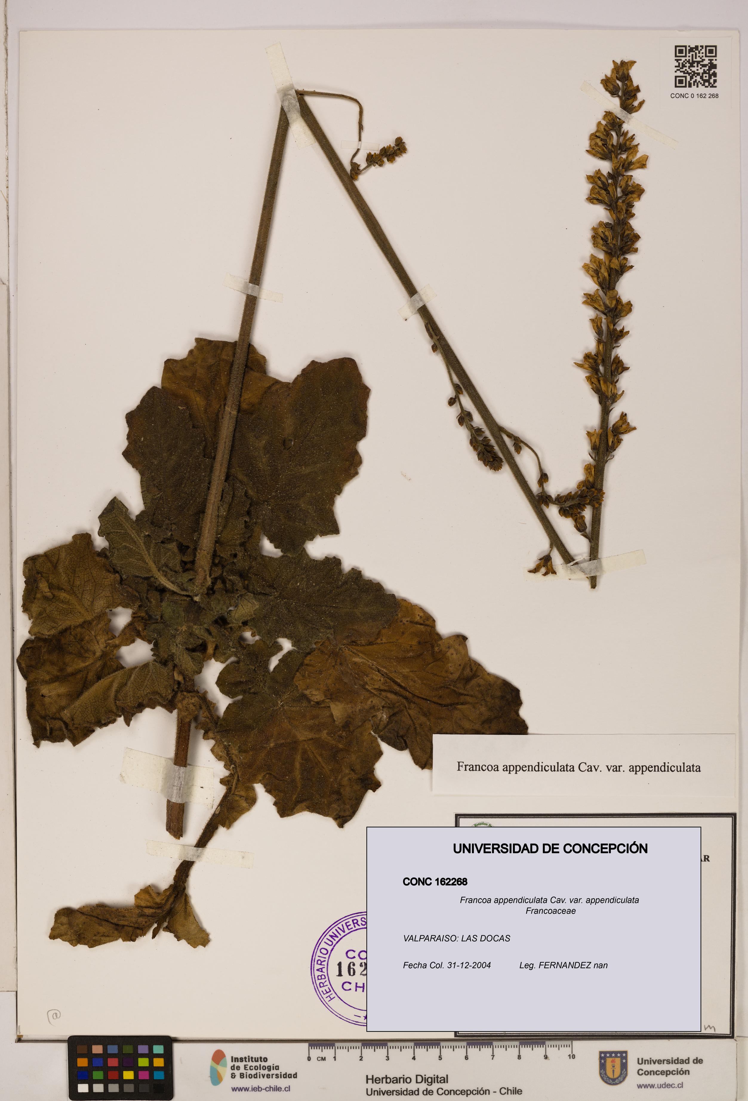 Francoa appendiculata [Espécimen: ]