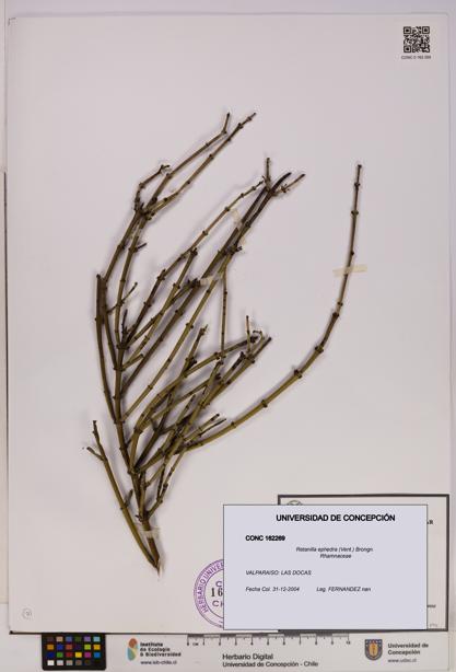 Retanilla ephedra [Espécimen: UDEC:CONC:0162269]