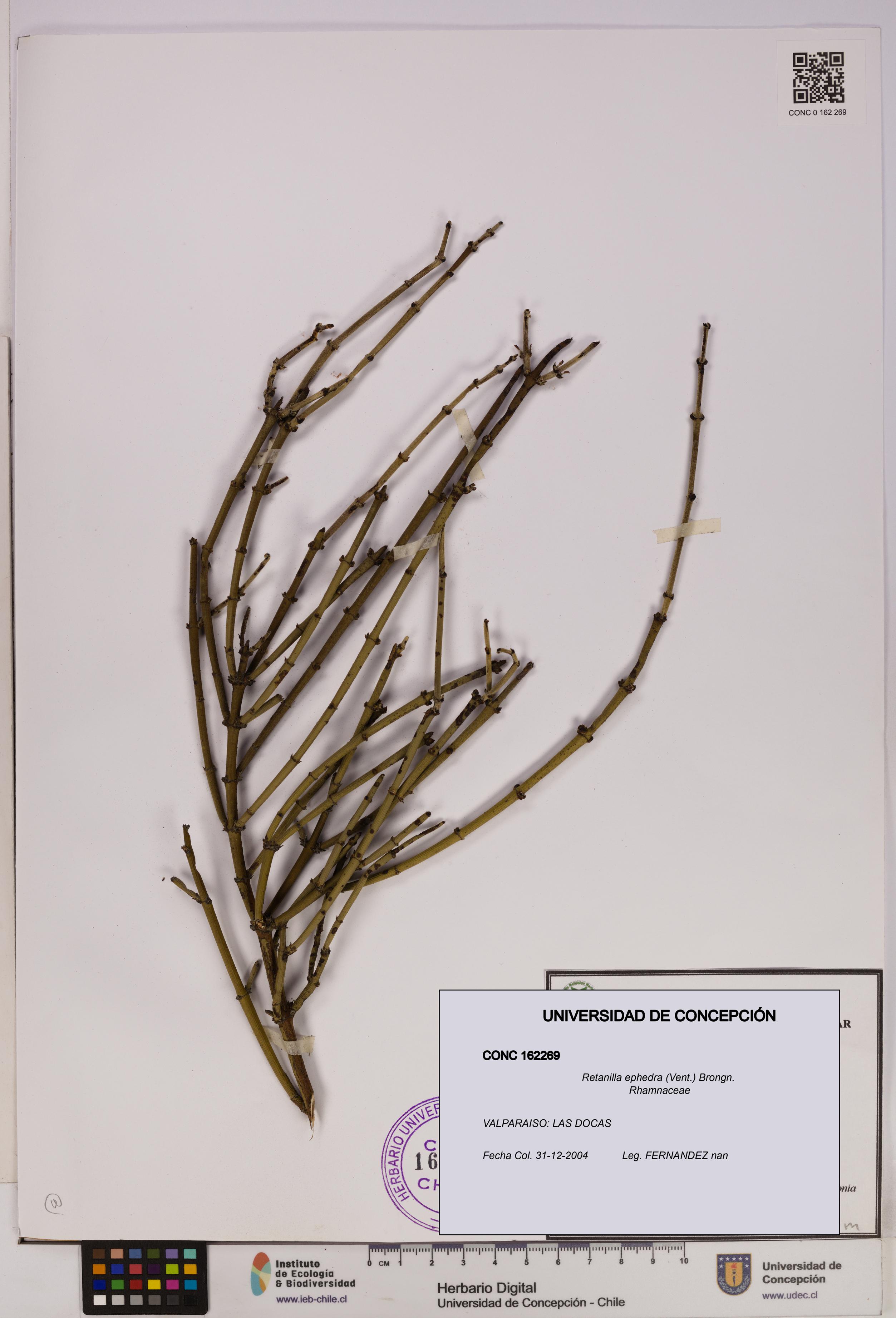 Retanilla ephedra [Espécimen: UDEC:CONC:0162269]