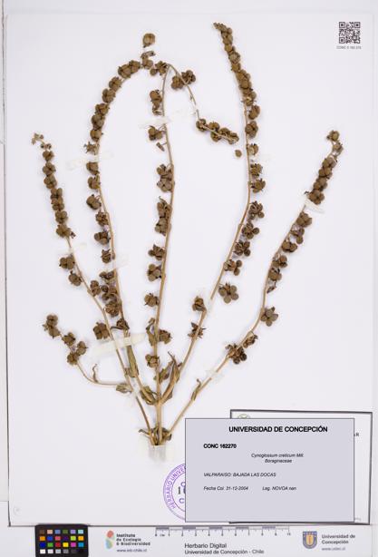 Cynoglossum creticum [Espécimen: ]