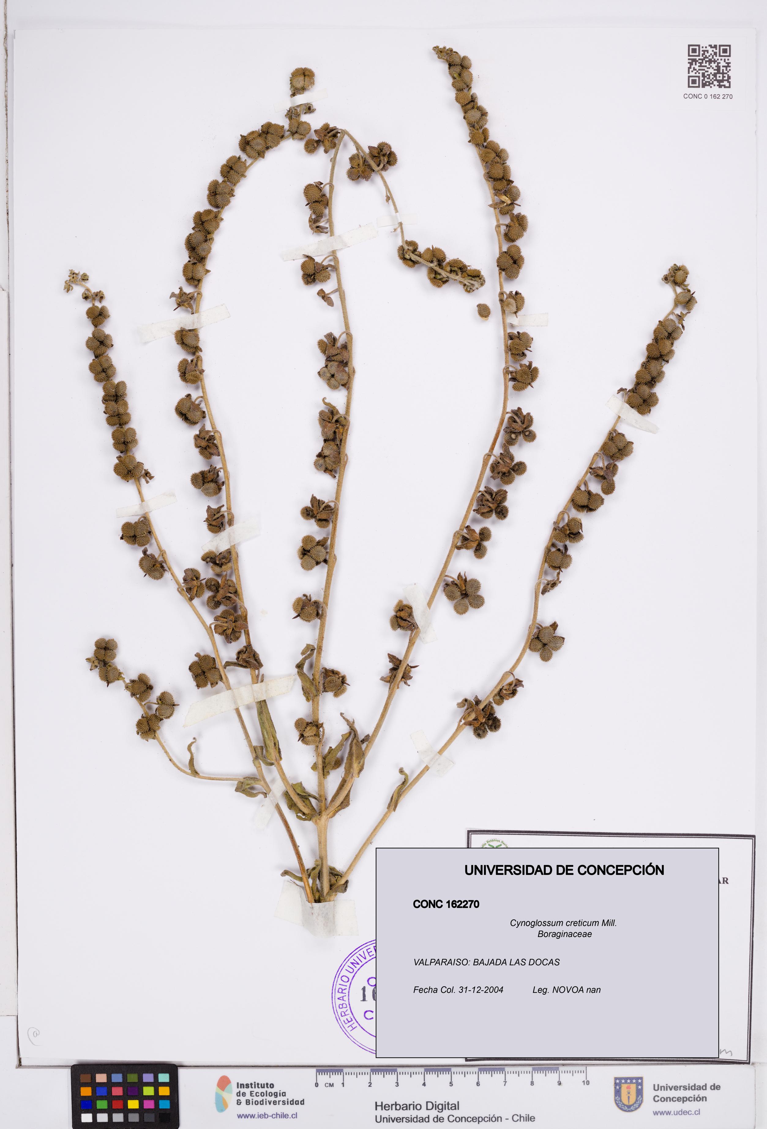 Cynoglossum creticum [Espécimen: ]
