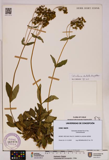 Calceolaria dentata [Espécimen: UDEC:CONC:0162278]