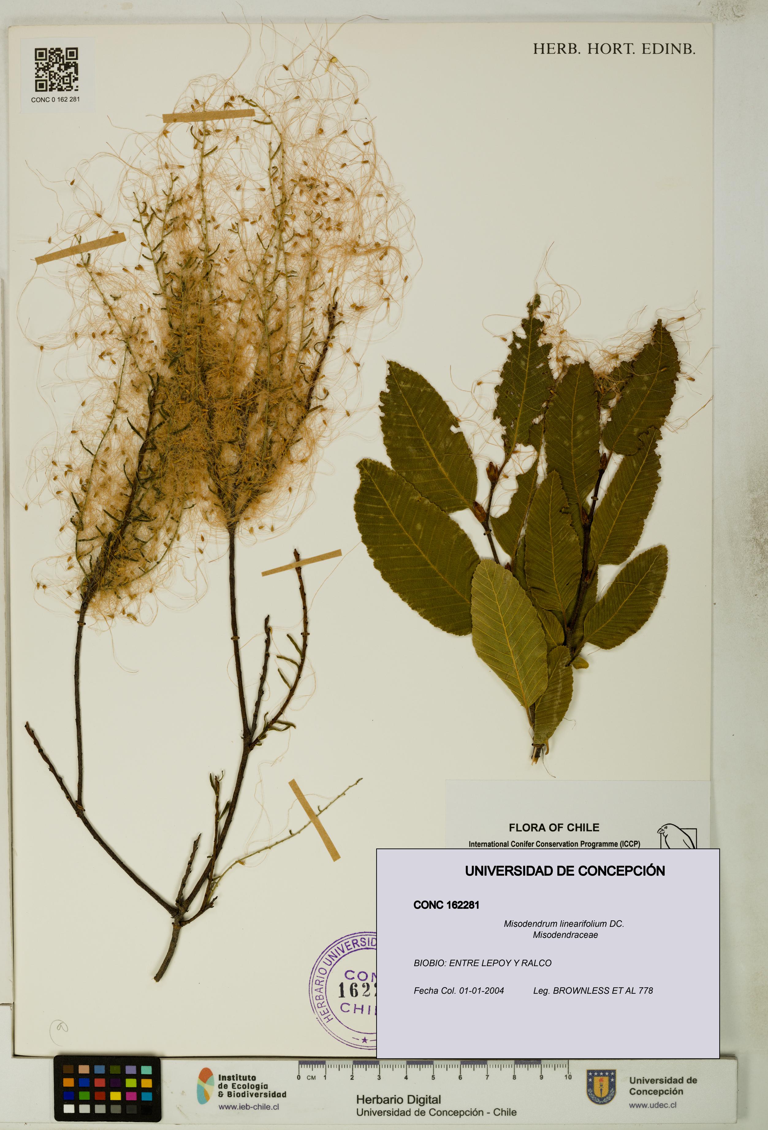 Misodendrum linearifolium [Espécimen: UDEC:CONC:0162281]