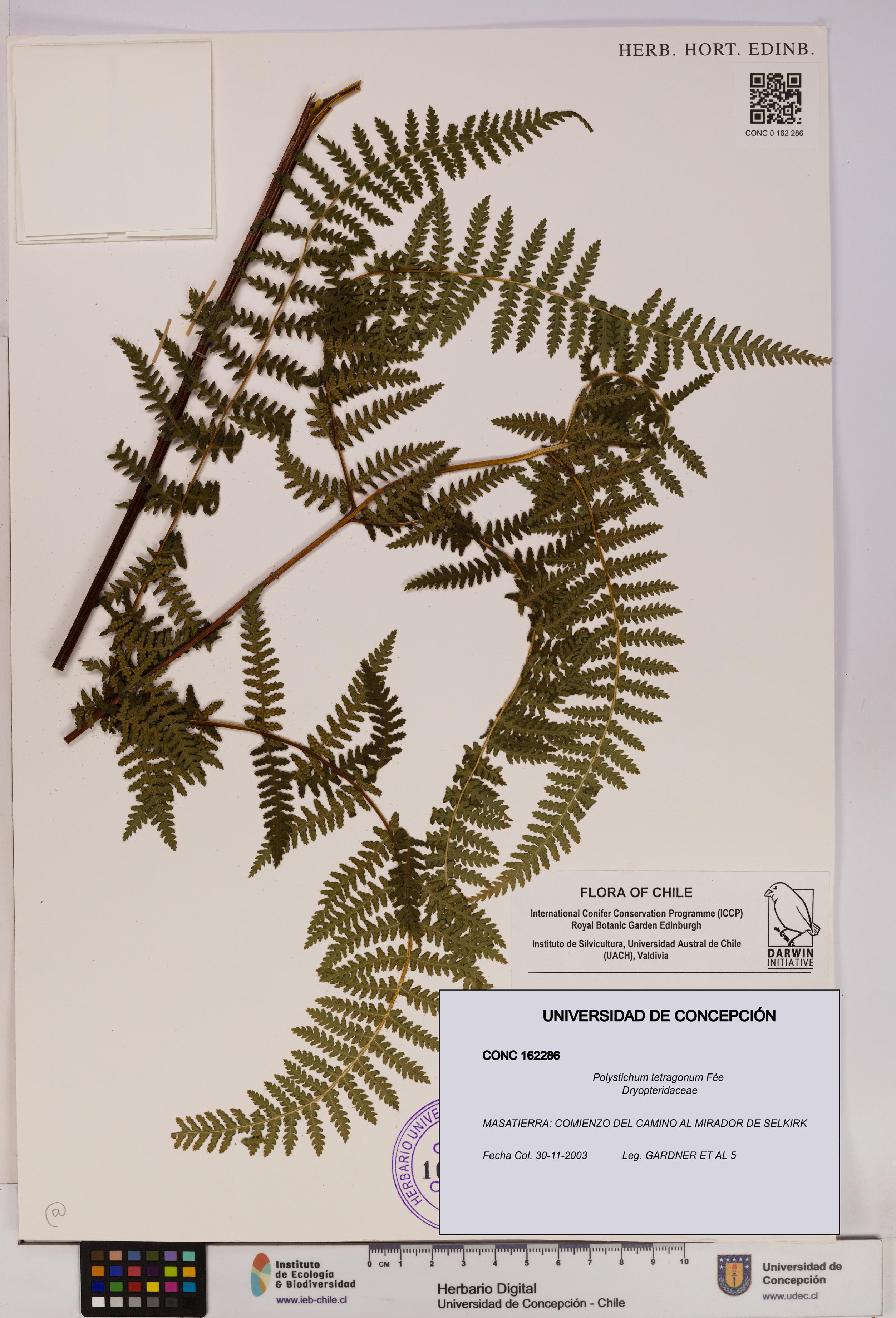 Polystichum tetragonum [Espécimen: UDEC:CONC:0162286]