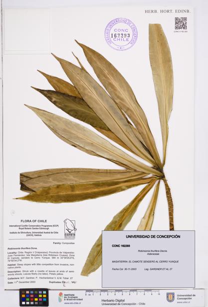 Robinsonia thurifera [Espécimen: ]