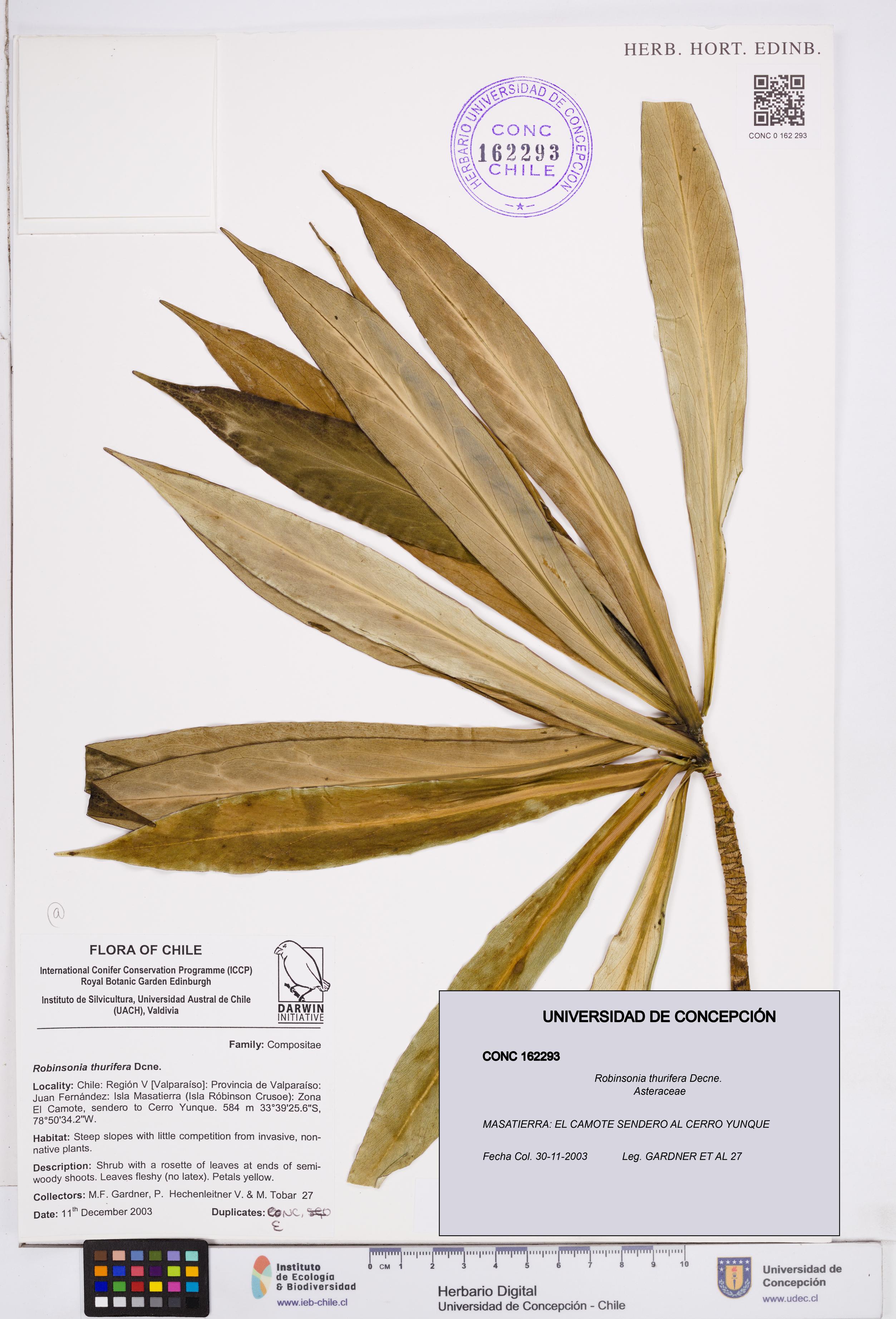 Robinsonia thurifera [Espécimen: ]