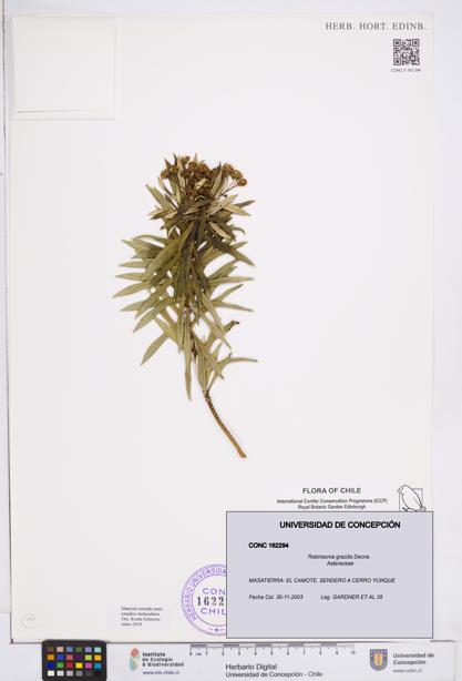 Robinsonia gracilis [Espécimen: ]